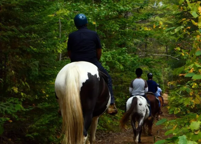 People riding on horses through a forest