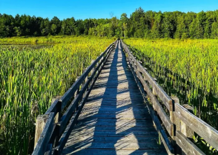 Ecology Boardwalk at H.R. Frink Conservation Area in Hastings County Ontario