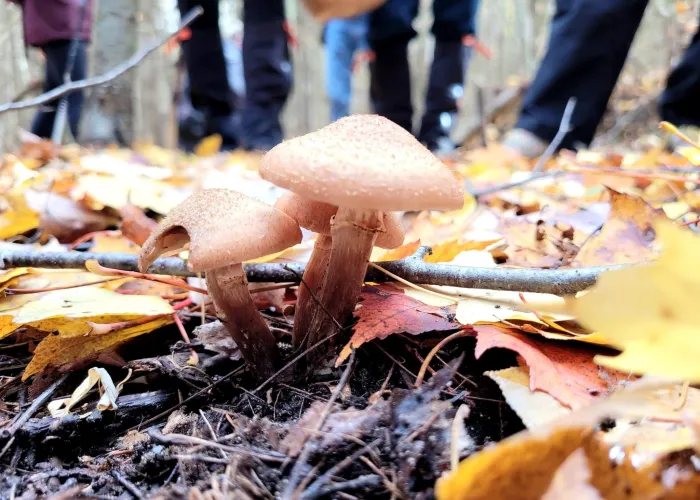 Mushroom Foraging on the Forest Floor in Tweed, Ontario