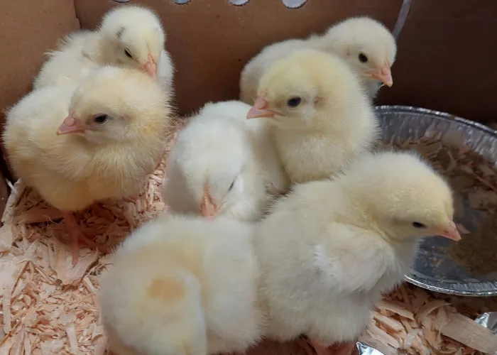 Chicks at the Shannonville World's Fair