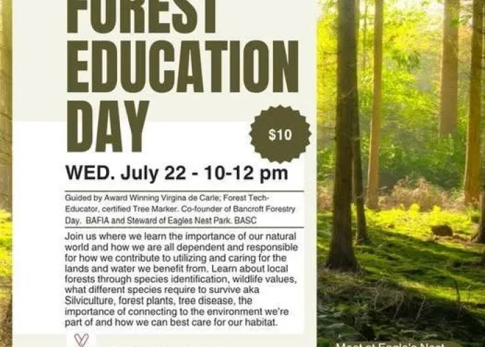 Sunny forest in background, tall trees, mossy ground, sunlight beaming through, event details