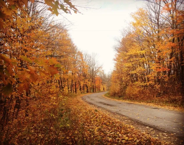 Fall Leaves