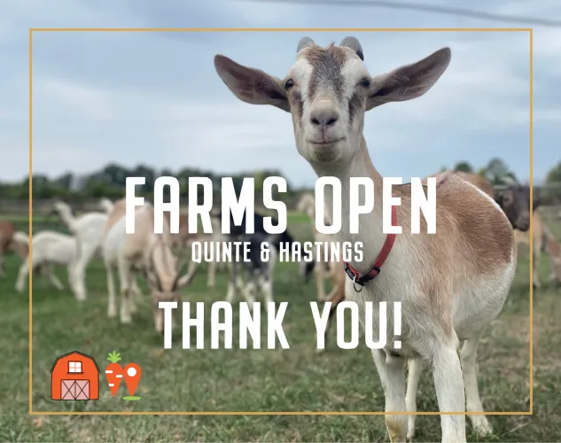 Farms Open Thank You! An image of a goat with other goats in the background. Test on the image reads Farms Open Hastings & Quinte Thank you!